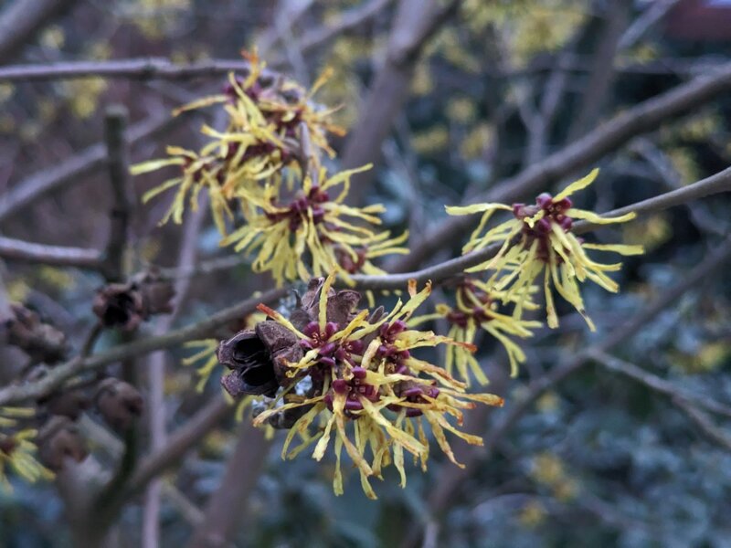 Hamamelis.jpg