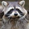 Raccoon