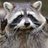 Raccoon