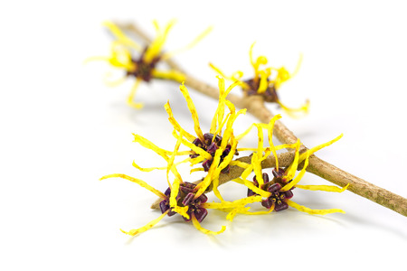 www.dragonspice.de