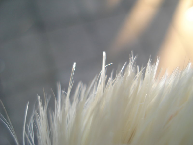 34040339nu.jpg