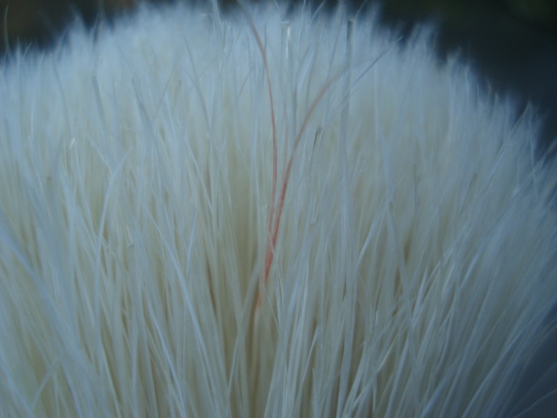 34034447fa.jpg